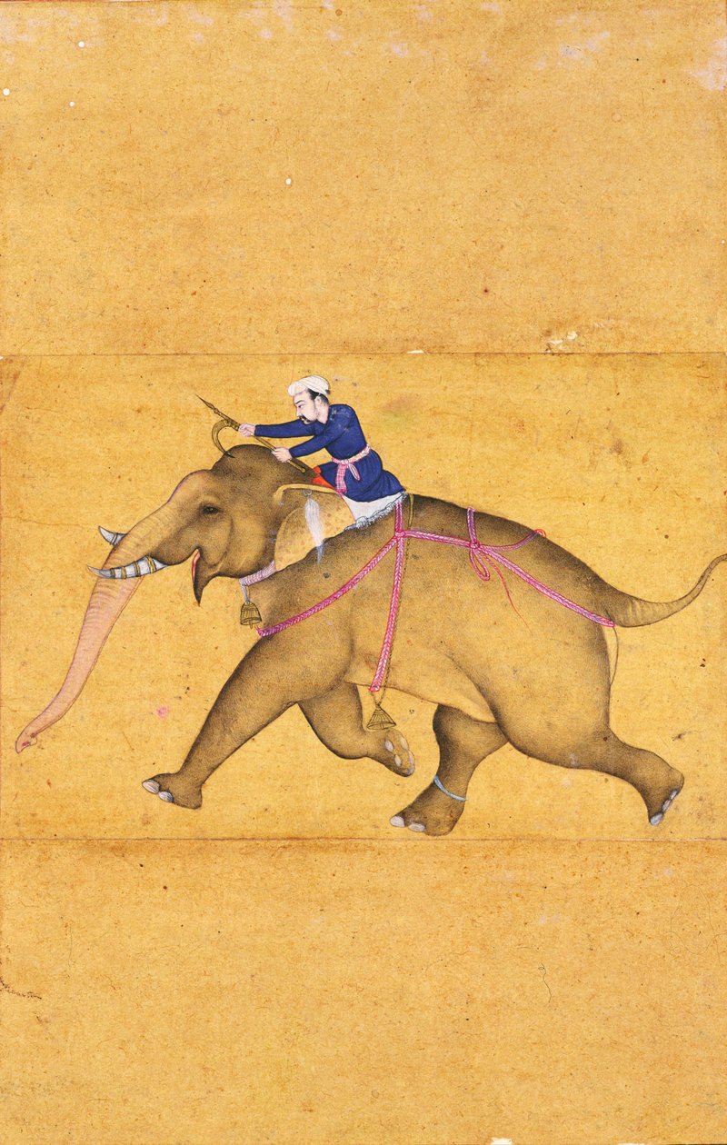 A Mahout riding an Elephant, from the Large Clive Album (line drawing with colour wash on paper) by Mughal School