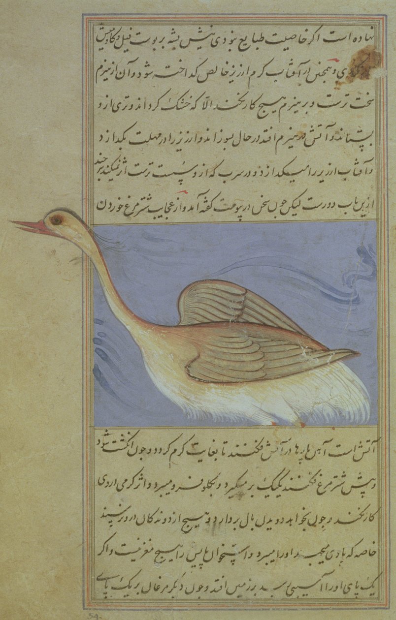 Bir Kuğu, Nuzhat-Namah IAlai
