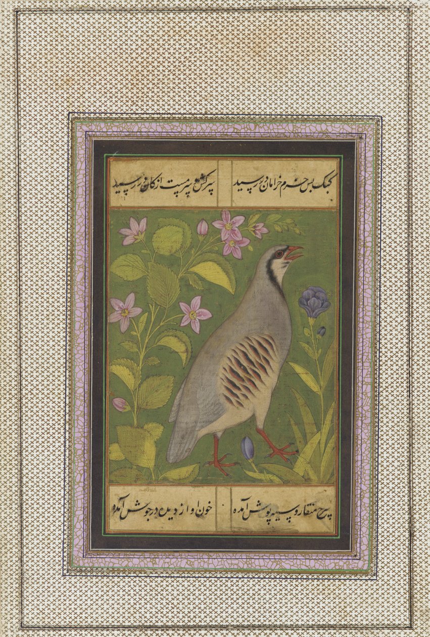 Bir chukar keklik, resimli müstakil el yazması folyo, 16. yüzyılın sonlarında by Mughal School