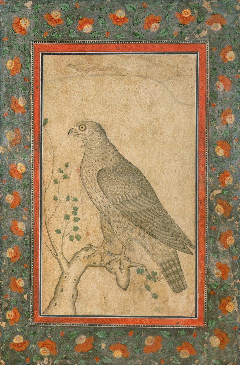 Yapraklı bir kütüğün üzerine tünemiş şahin, c.1650 by Mughal School