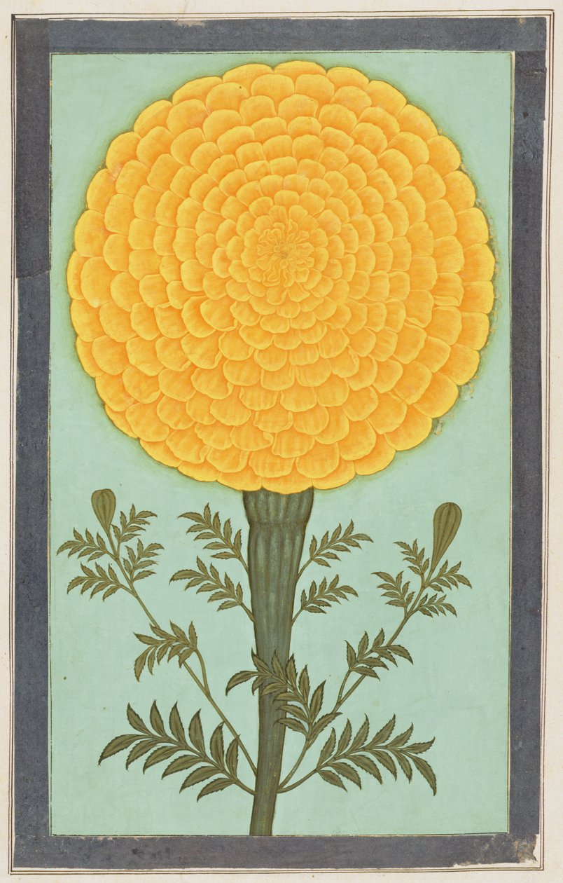 Küçük Clive Albümünden bir Marigold (kağıt üzerinde wc) by Mughal School