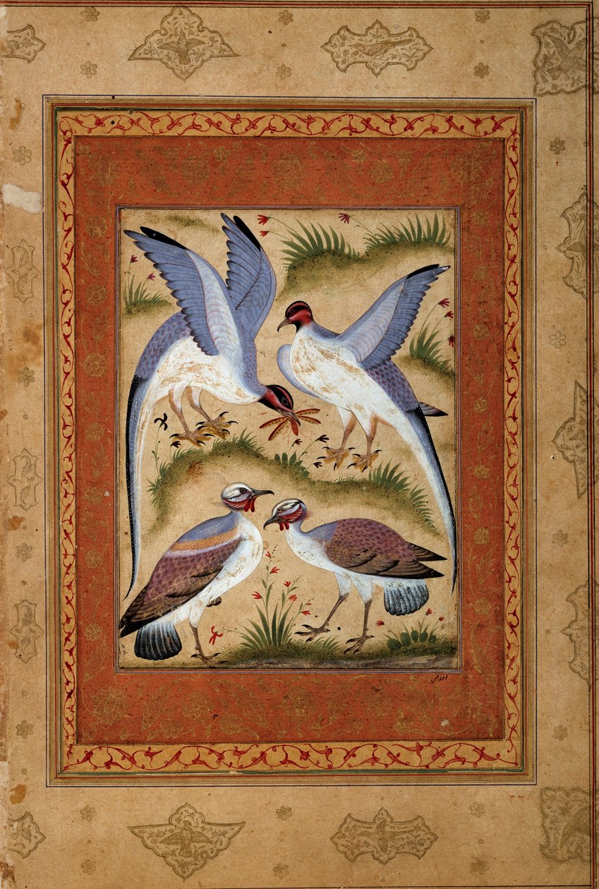 Kuşlar. Moghole okulundan minyatür guaş. 1590-1600. Paris, Guimet Müzesi, Ulusal Asya Sanatları Müzesi by Mughal School