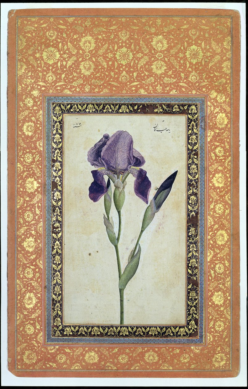 Mavi İris, 1663-64 (kağıt üzerinde opak wc ve mürekkep) by Muhammad Zaman