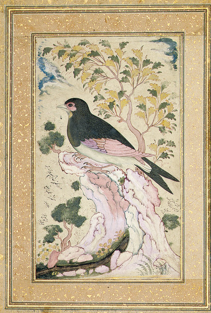 Kayaya tüneyen kuş, 1684 by Muin Musavvir
