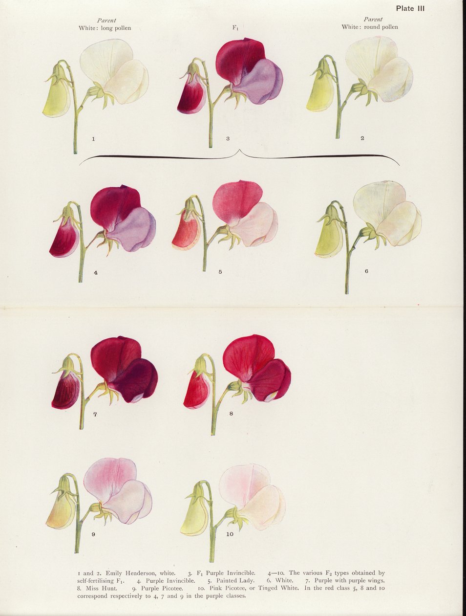  by Muriel Wheldale (after) Onslow