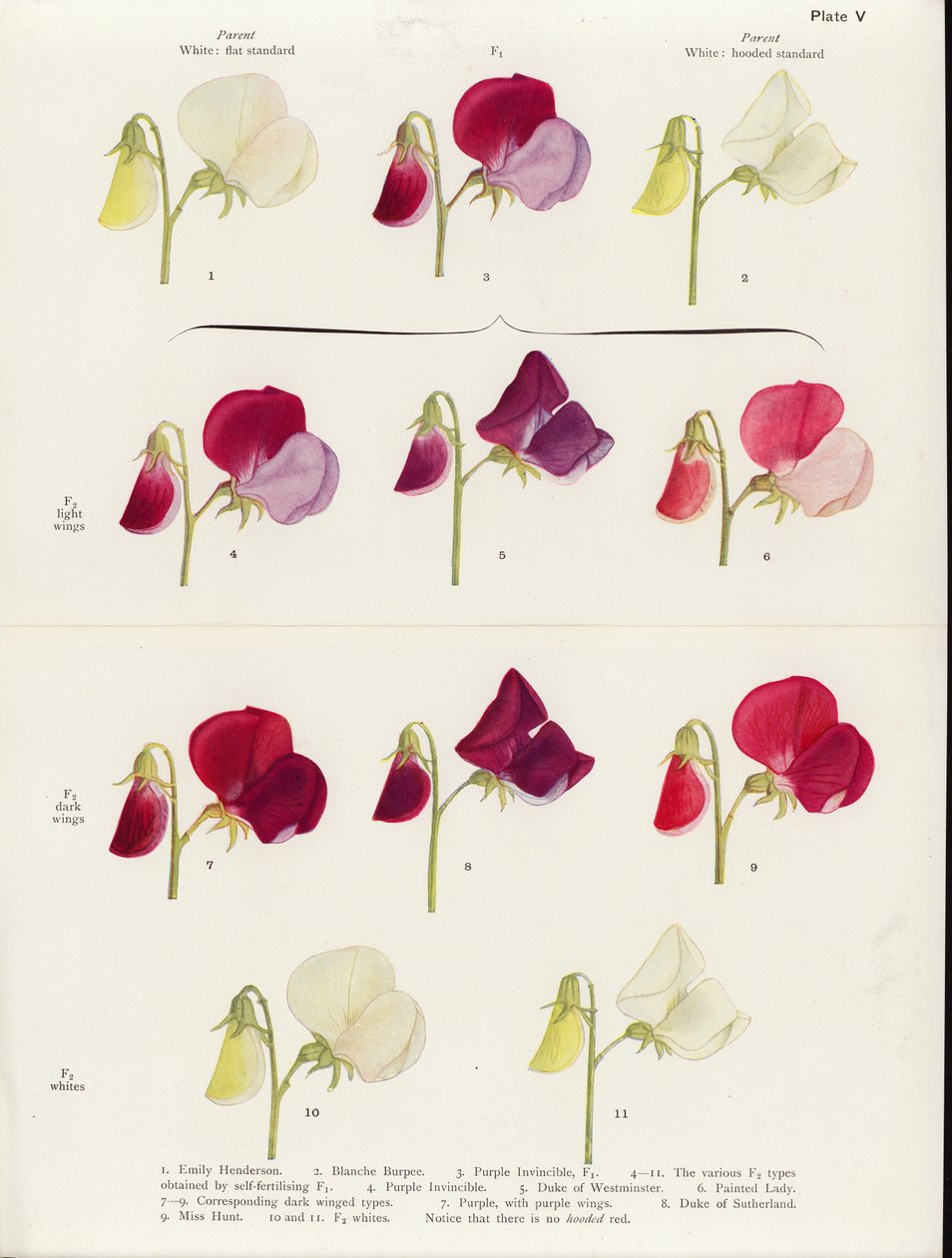 Tatlı bezelyelerde sahte allelomorfizm (renkli lito) by Muriel Wheldale (after) Onslow
