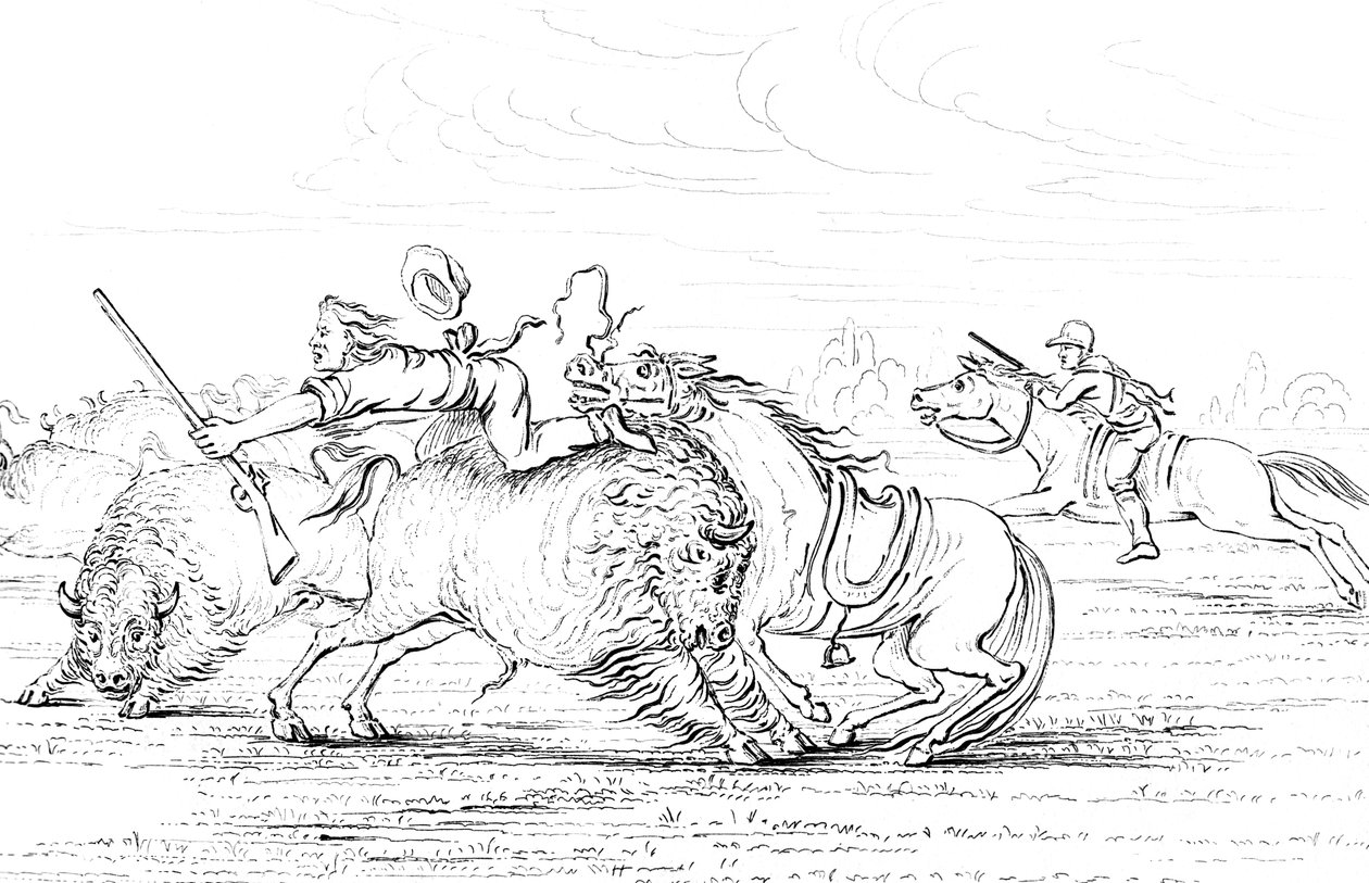 Bufalo, at üzerinde bir kovboya saldırıyor, 1841. by Myers and Co