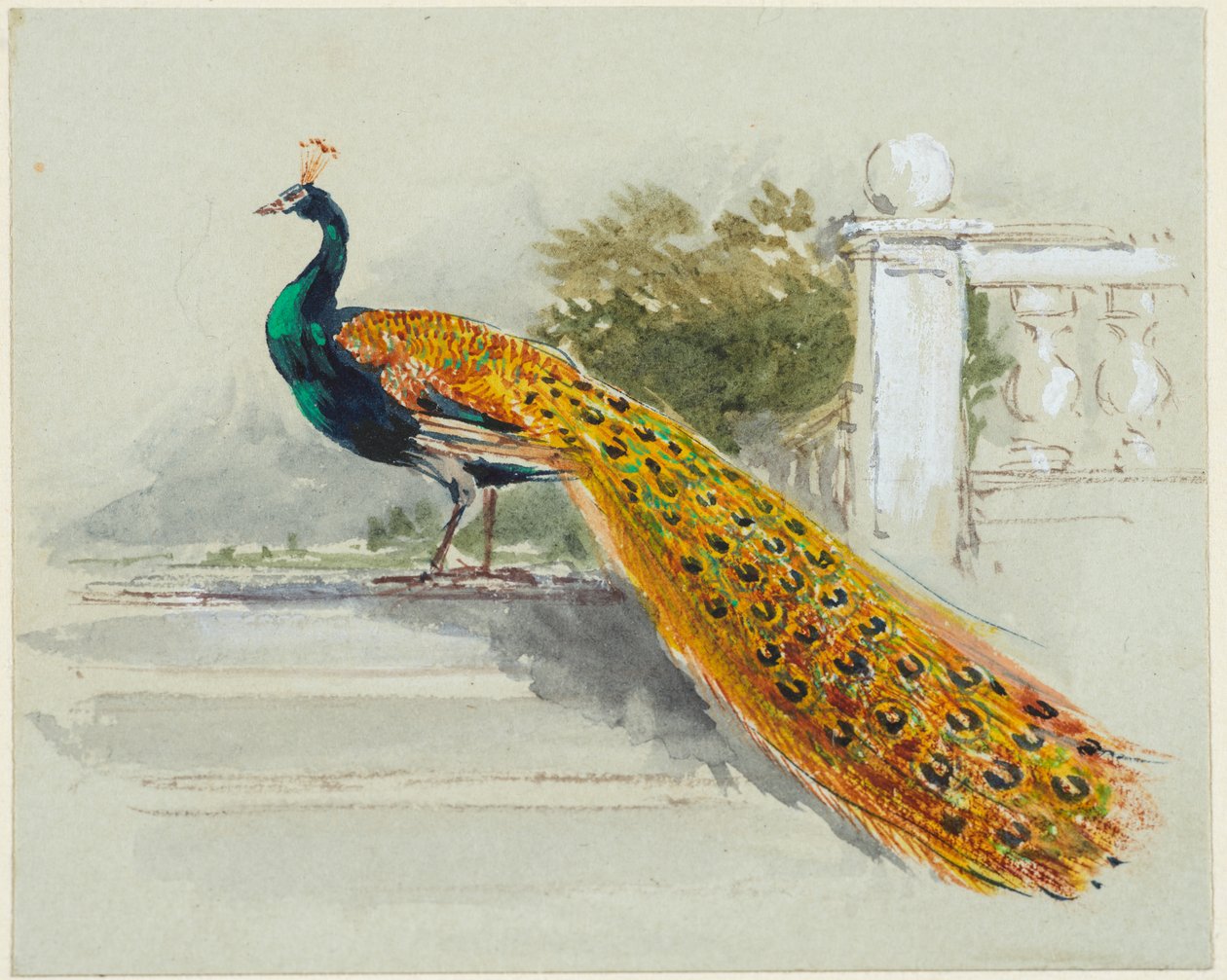 Tavus kuşu, c.1640-99 (kalem, siyah ve kahverengi mürekkep, sulu boya, açık mavi dokuma kağıt üzerine gövde rengi) by Myles Birket Foster