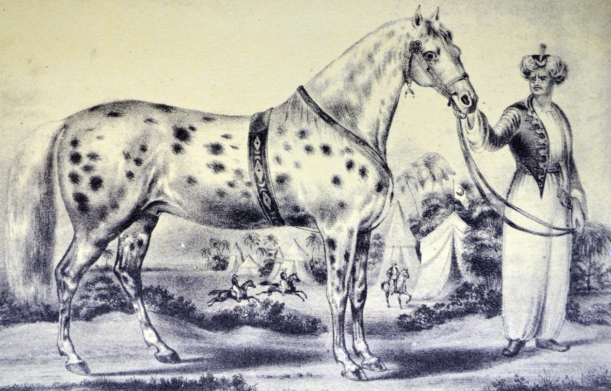 Currier & Ives İllüstrasyon 19. Yüzyıl. Bay H Rockwells Horse Alexander