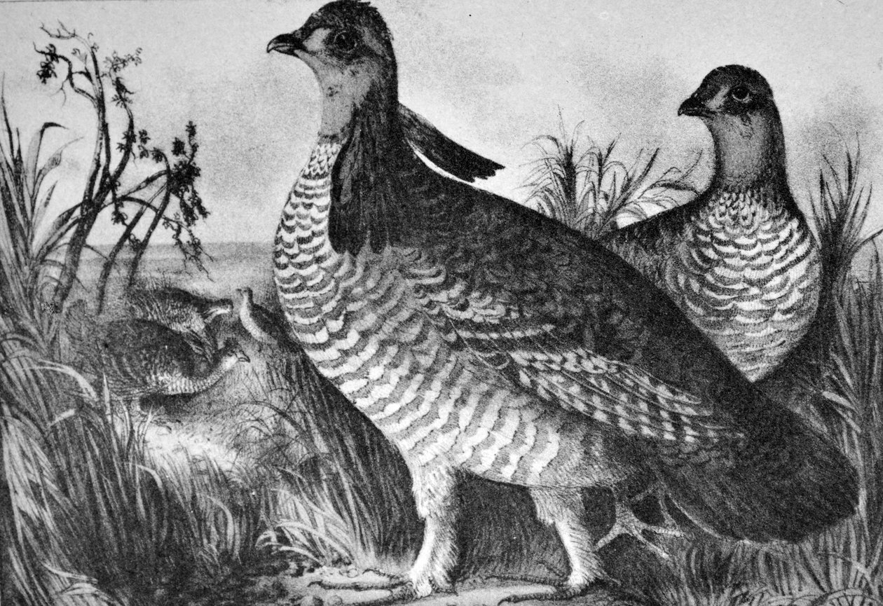 Currier & Ives İllüstrasyon 19. Yüzyıl. çayır tavukları by N. and Ives, J.M. Currier