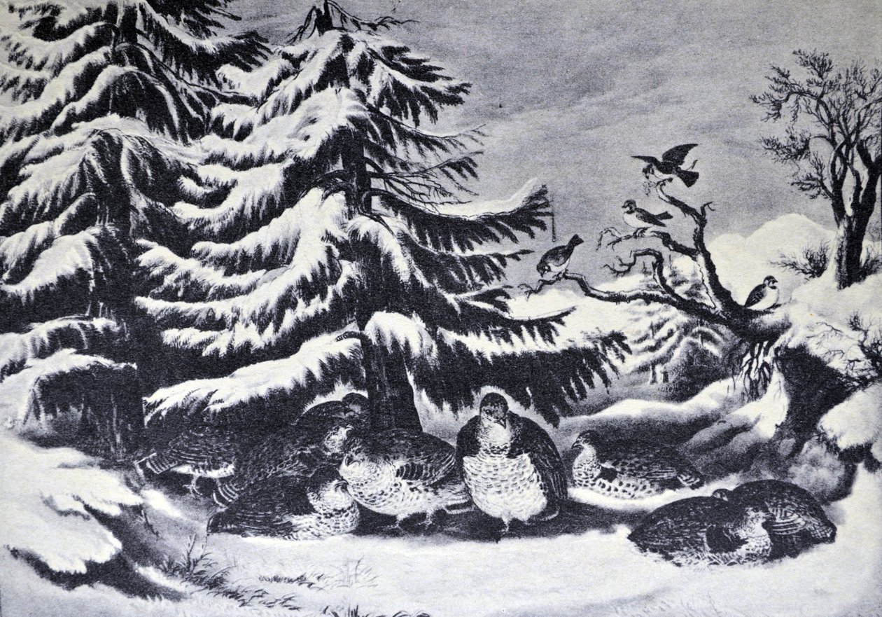 Currier & Ives İllüstrasyon 19. Yüzyıl. Kar Yağdı, Kışın Fırfırlı Orman Tavuğu by N. and Ives, J.M. Currier