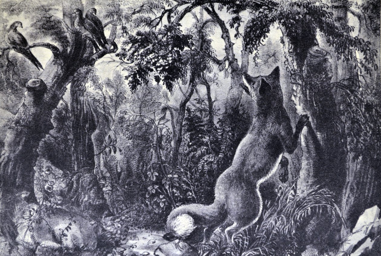 Currier & Ives İllüstrasyon 19. Yüzyıl. Şaşkın Tilki by N. and Ives, J.M. Currier