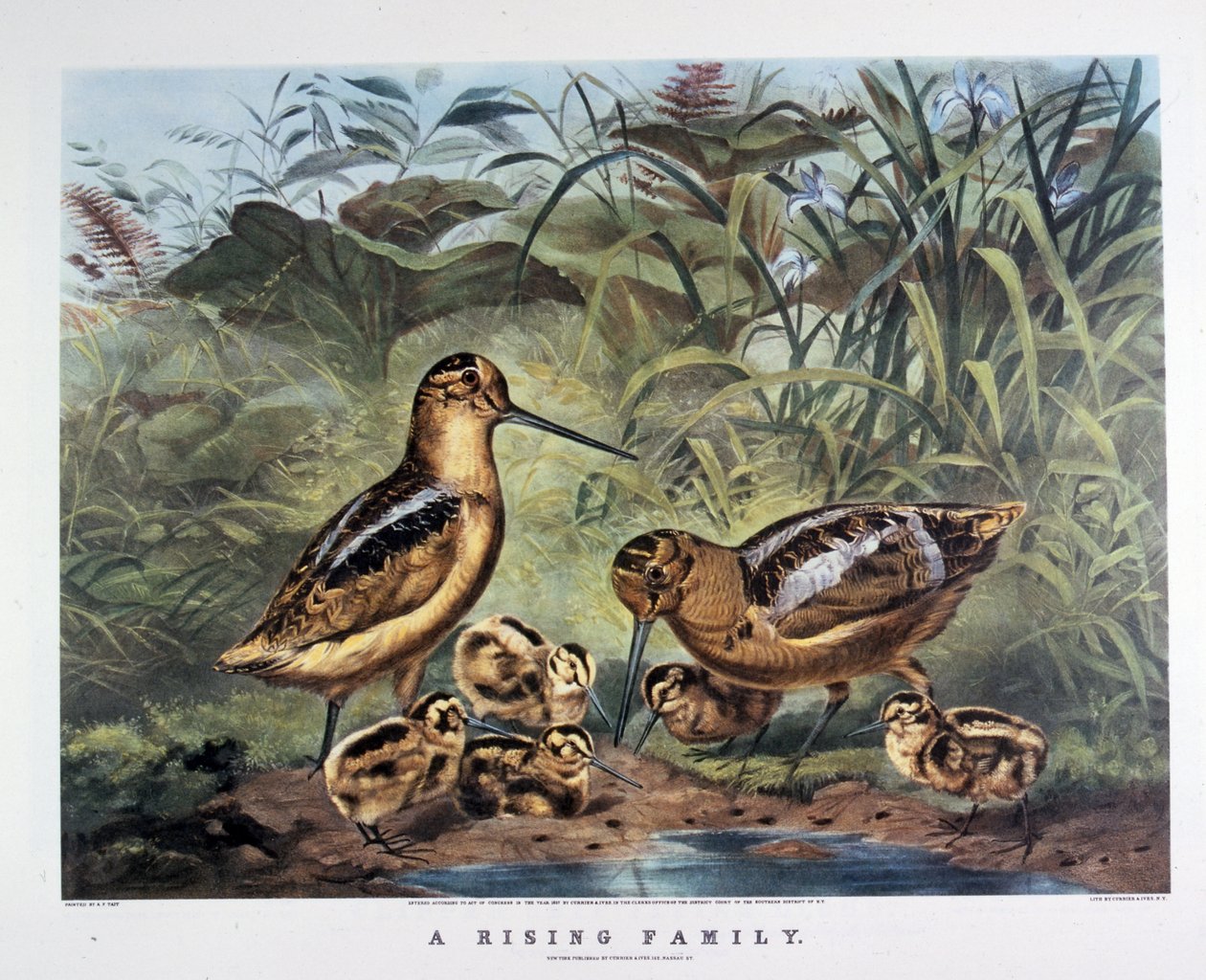  by N. and Ives J.M. (1824 95) Currier