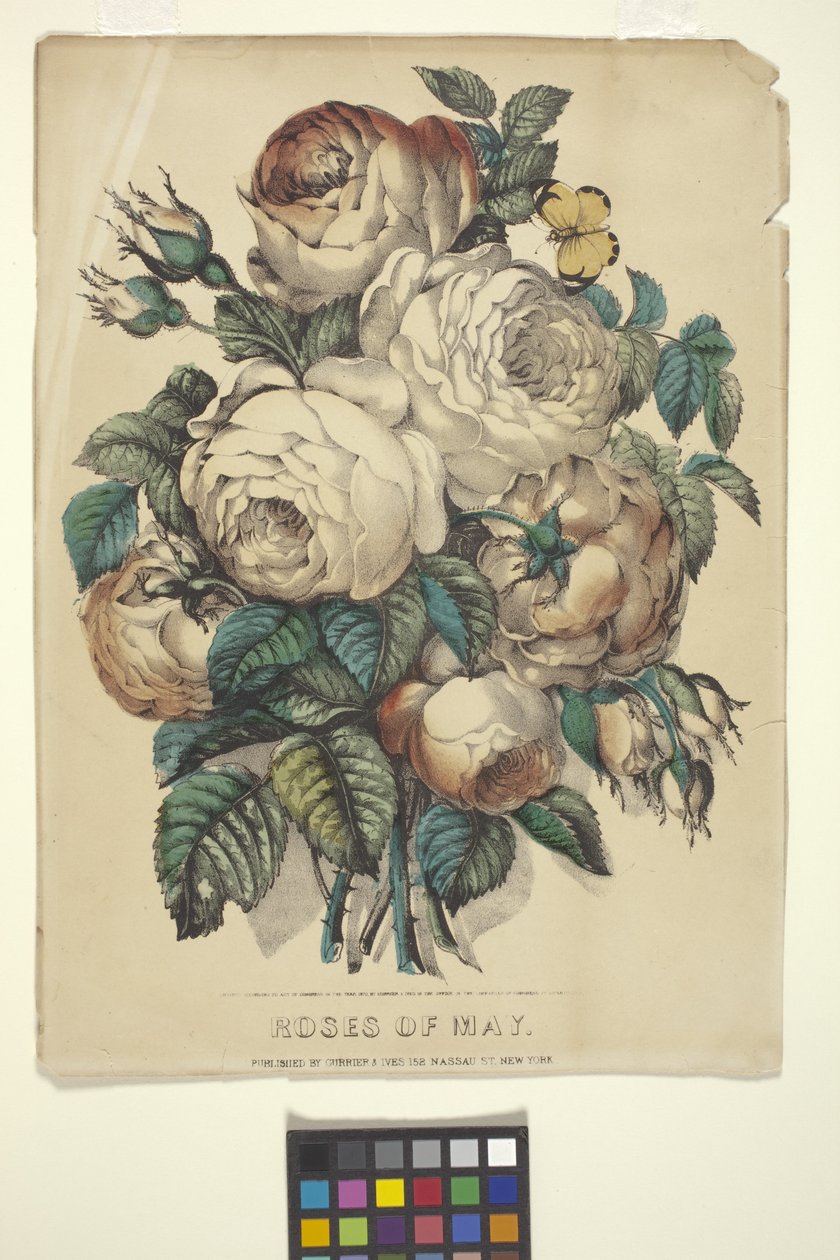 Mayıs Gülleri (elle boyanmış litografi) by N. and Ives J.M. (1824 95) Currier