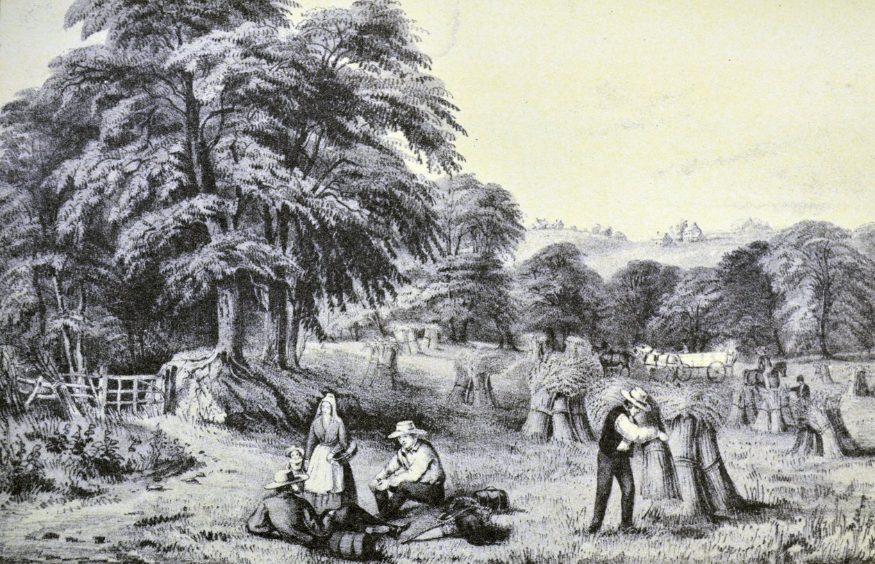 Currier & Ives İllüstrasyon 19. Yüzyıl. Hasat by N. and Ives, J.M. Currier