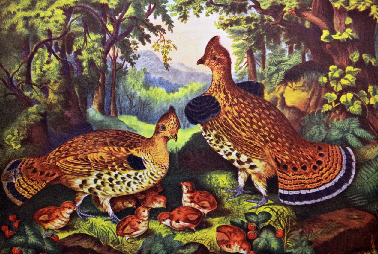 Mutlu Aile, Ruffed Orman Tavuğu ve Genç by N. and Ives, J.M. Currier