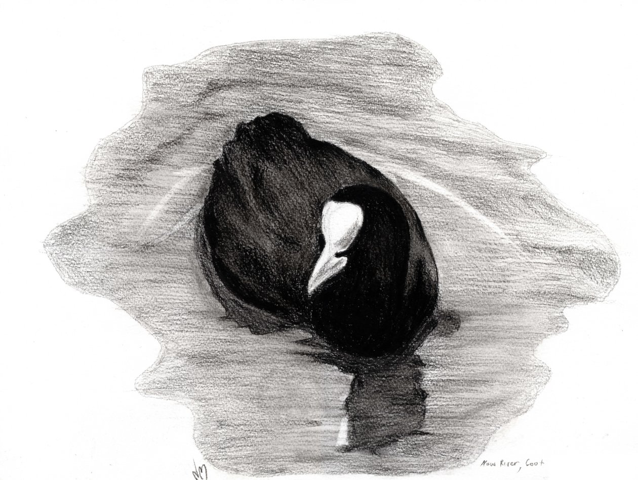 Coot of London, 2013 (kağıt üzerinde kömür) by Nancy Moniz Charalambous