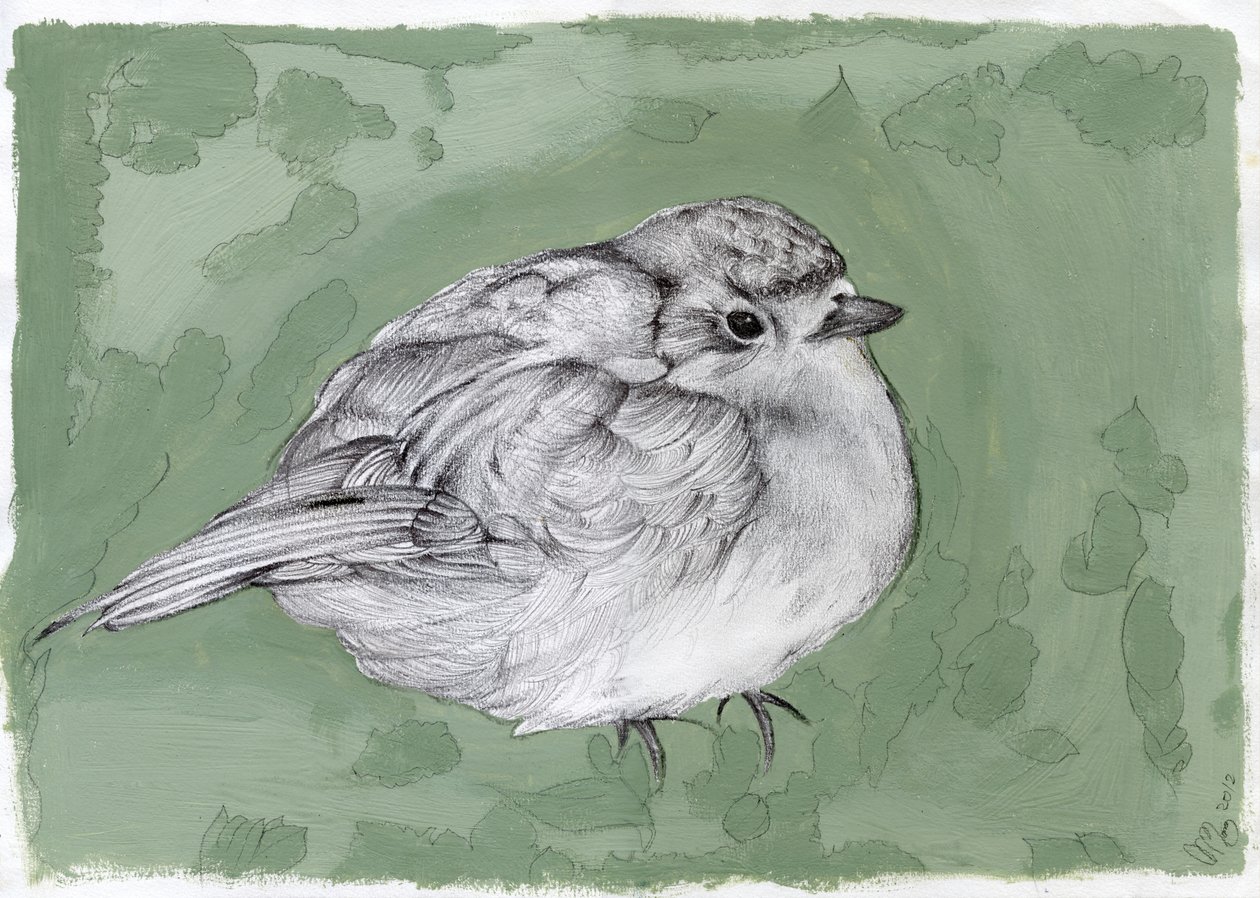 Tombul Küçük Robin, 2012, (guaj, kağıt üzerine kalem) by Nancy Moniz Charalambous