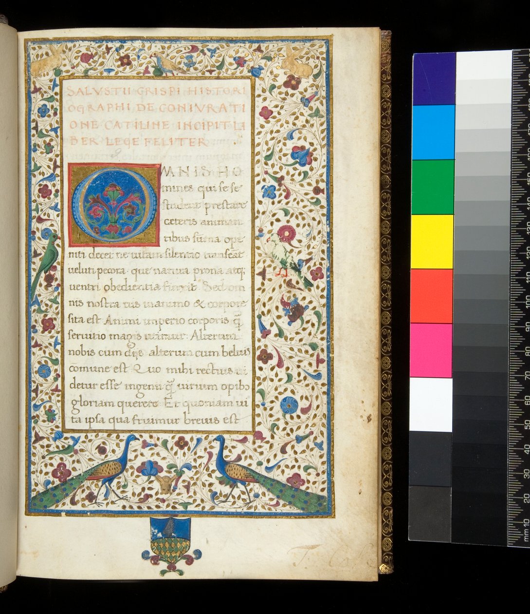 Ms 336. Sallust, Catilina ve Jugurtha, f.1r. Tavus kuşu, tavşan, yeşil muhabbet kuşları ve bir güvercin ile tam ışıklı kenarlık by Neapolitan School