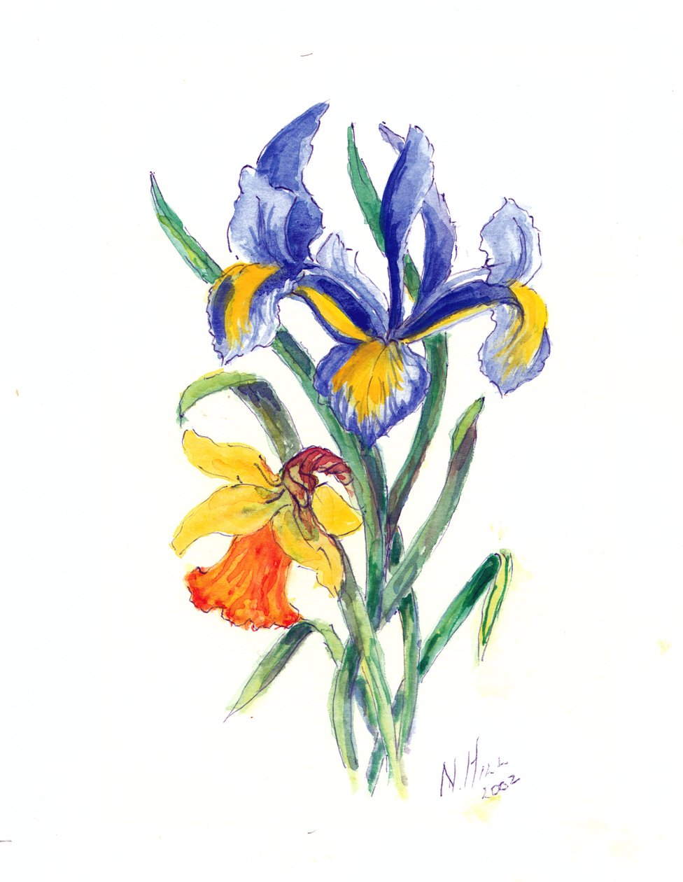 Mavi İris ve Nergis, 2002 (kağıt üzerinde wc) by Nell Hill