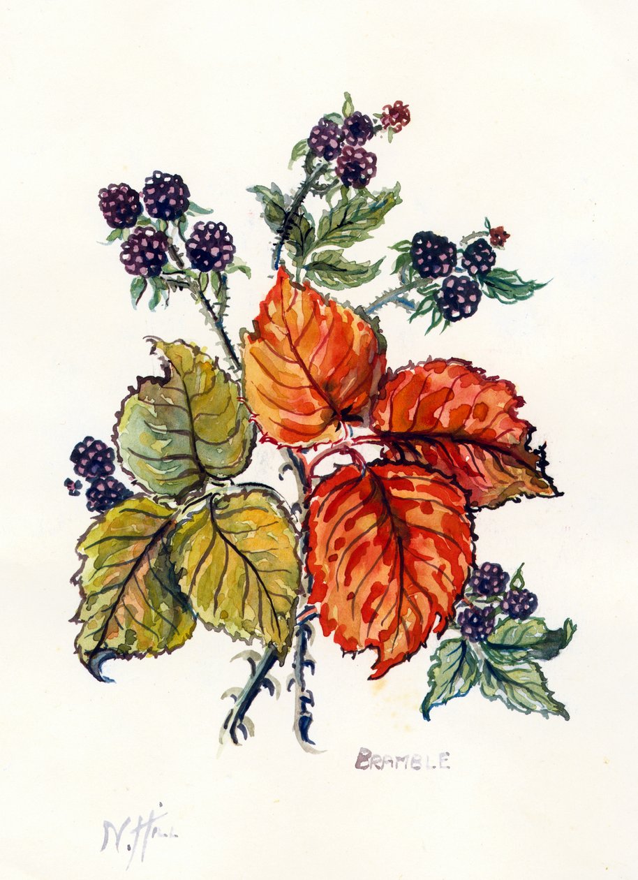 Bramble (kağıt üzerinde wc) by Nell Hill