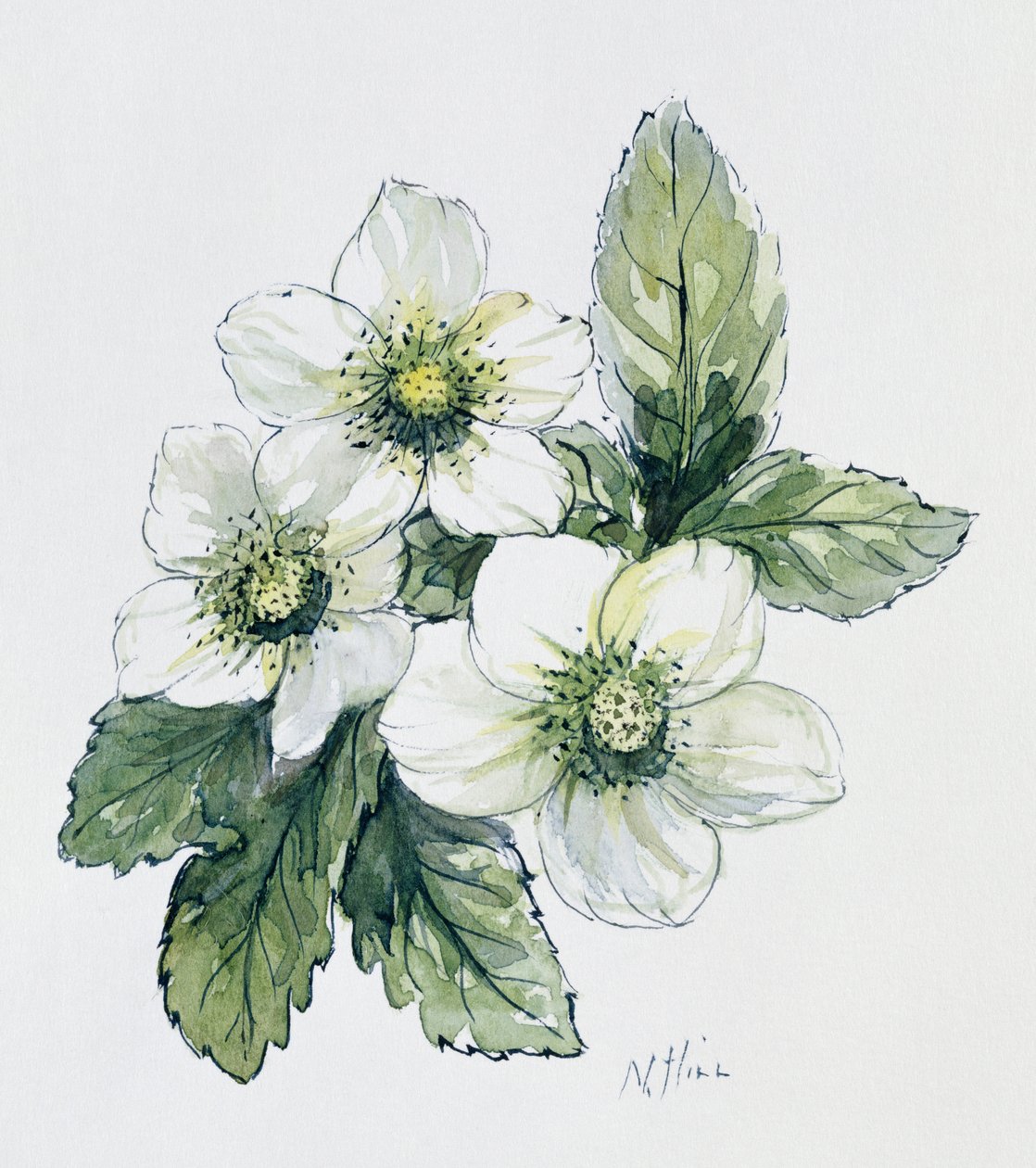 Noel gülü by Nell Hill