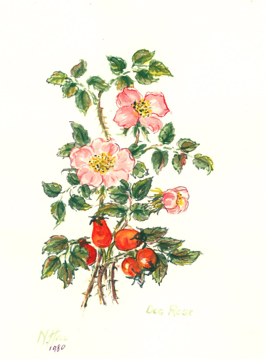 Dog Rose, 1980 (kağıt üzerinde wc) by Nell Hill