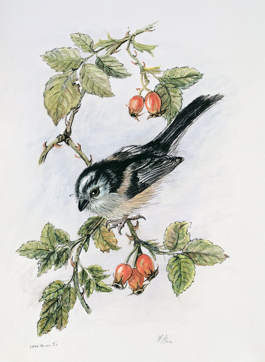 Uzun kuyruklu baştankara ve kuşburnu by Nell Hill