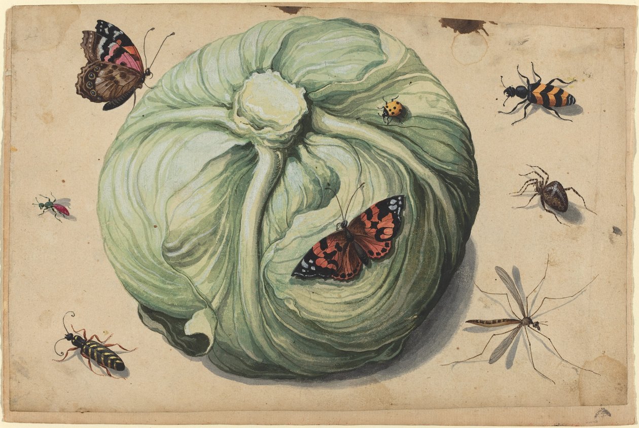 Böcekler ile lahana başkanı by Netherlandish 17th Century