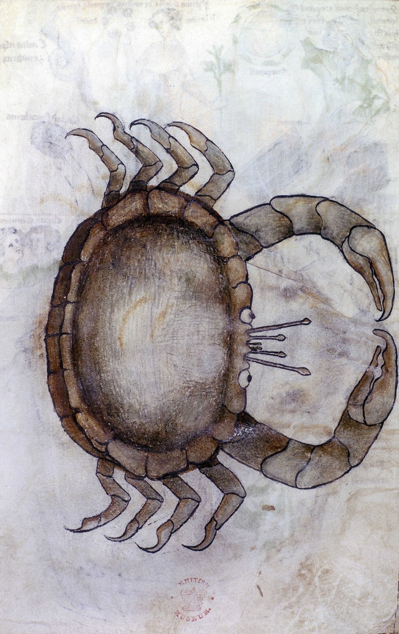Sloane 3983 f.14v, Yengeç, Yengeç burcu by Netherlandish School