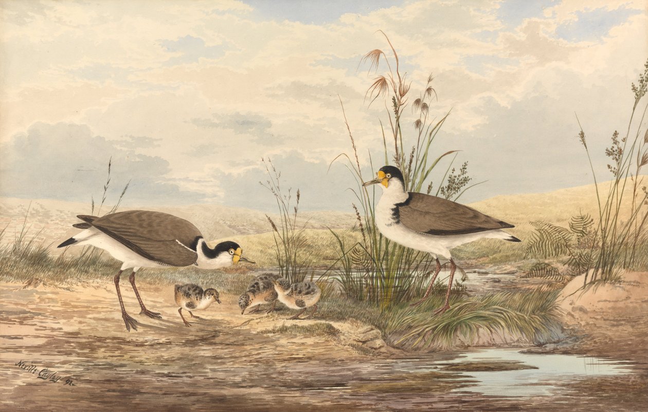 Maskeli Kız Kuşu, Vanellus milleri by Neville HP Cayley