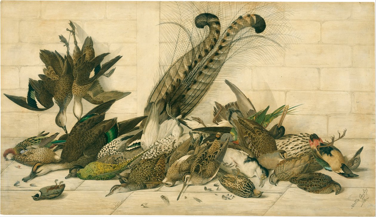 başlıklı değil (Avustralya gamebirds) by Neville Cayley