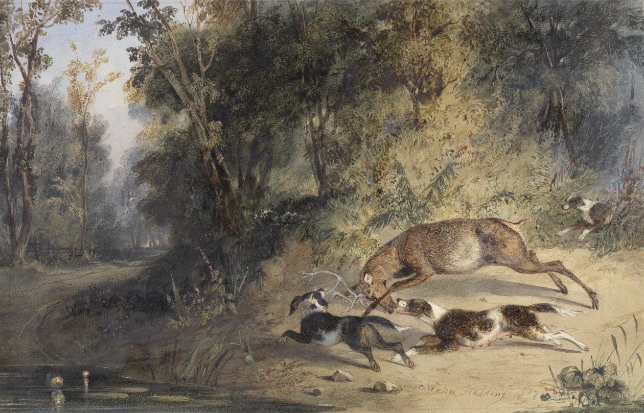 Ormanlık Havuzun Kenarında Geyik Köşesine Dönen Geyik Köpeği ve Kaltak (kağıt üzerinde wc, arap zamkı ve gövde rengi) by Newton Fielding
