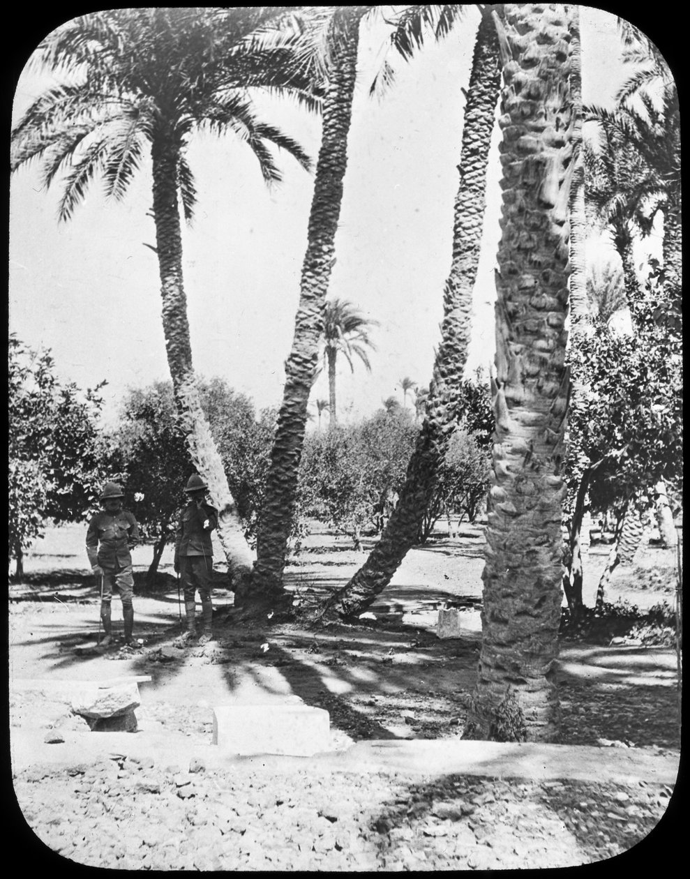 General Gordons Bahçesi, Hartum, Sudan, c1890 by Newton and Co