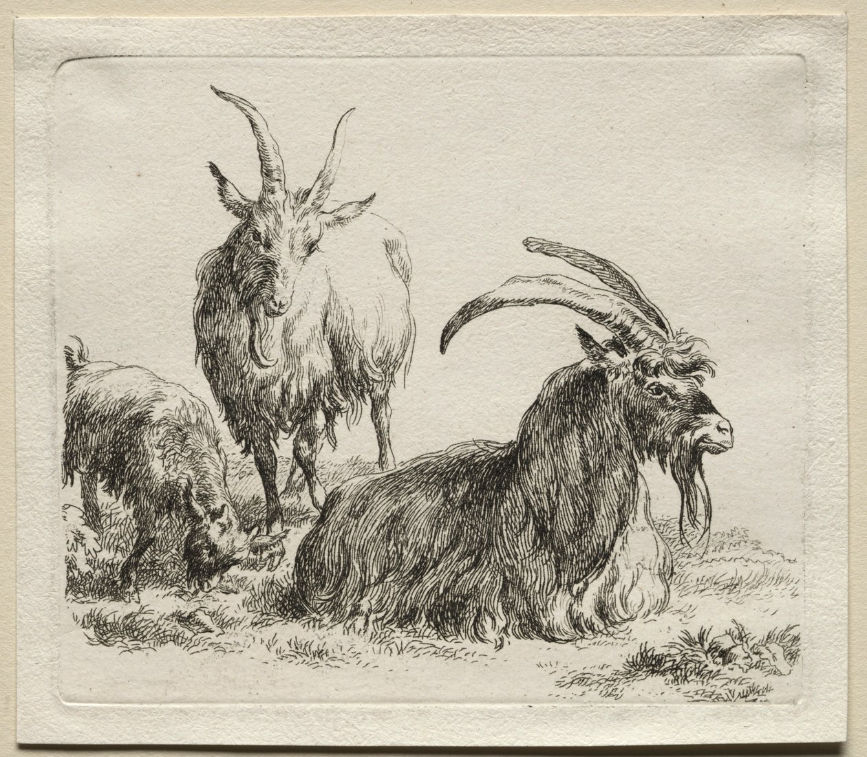 Üç Keçi. by Nicolaes Pietersz. Berchem