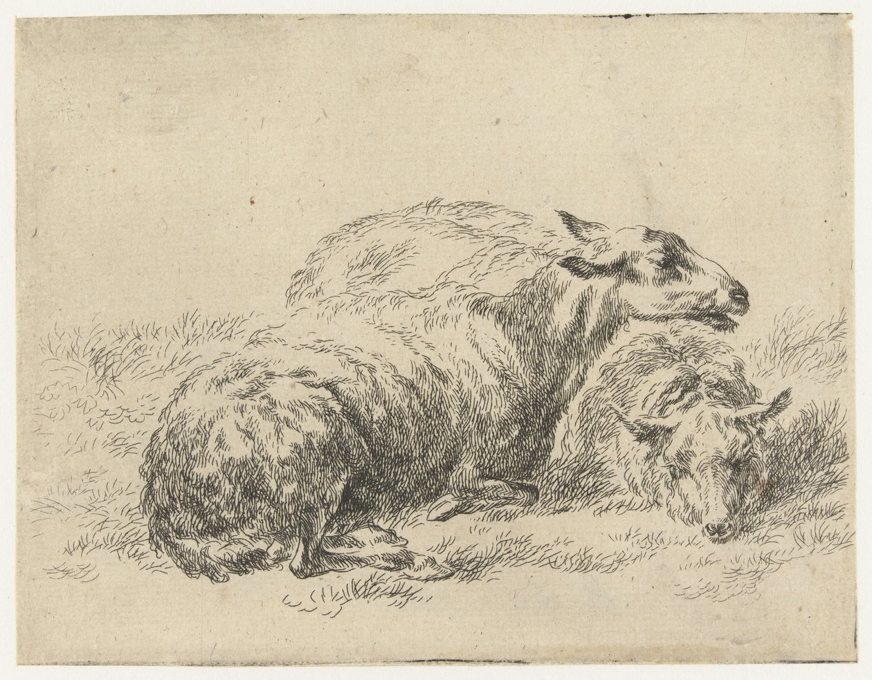 Twee liggende schapen Schapen (dizi adı) Studio ve Arte Nicolai Berchemi tarafından basılan, su ve kudretli gökyüzü ile betimlenen canlılar için hayvanlar (seri başlığı) by Nicolaes Pietersz Berchem