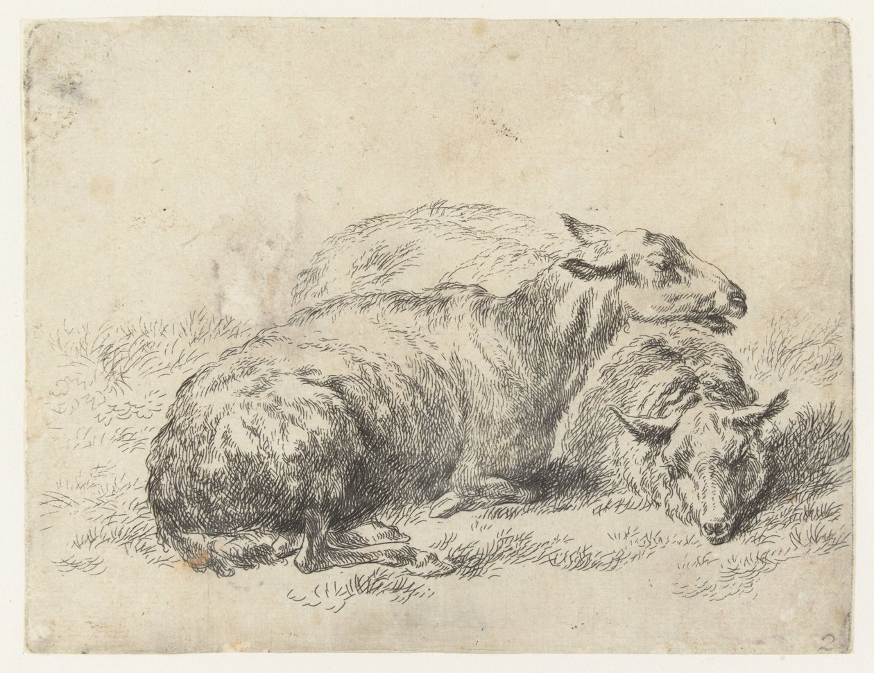 Twee ligende schapen koyun (dizi adı) Studio and Art of Nicolai Berchem tarafından canlandırılan ve güçlü hava için suyla basılan hayvanlar (seri başlığı) by Nicolaes Pietersz Berchem