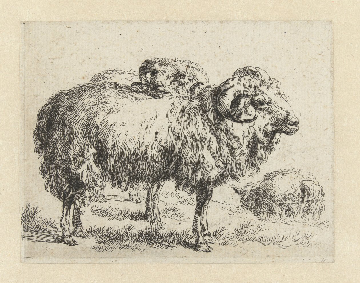 Twee rammen en een schaap Schapen (dizi adı) Studio ve Arte Nicolai Berchemi tarafından basılan, su ve kudretli gökyüzü ile betimlenen canlılar için hayvanlar (seri başlığı) by Nicolaes Pietersz Berchem