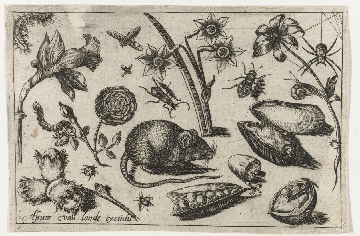 Çiçekler, fare, böcekler ve midye Kuşlar, çiçekler, böcekler vs. (dizi adı) by Nicolaes de Bruyn (possibly)