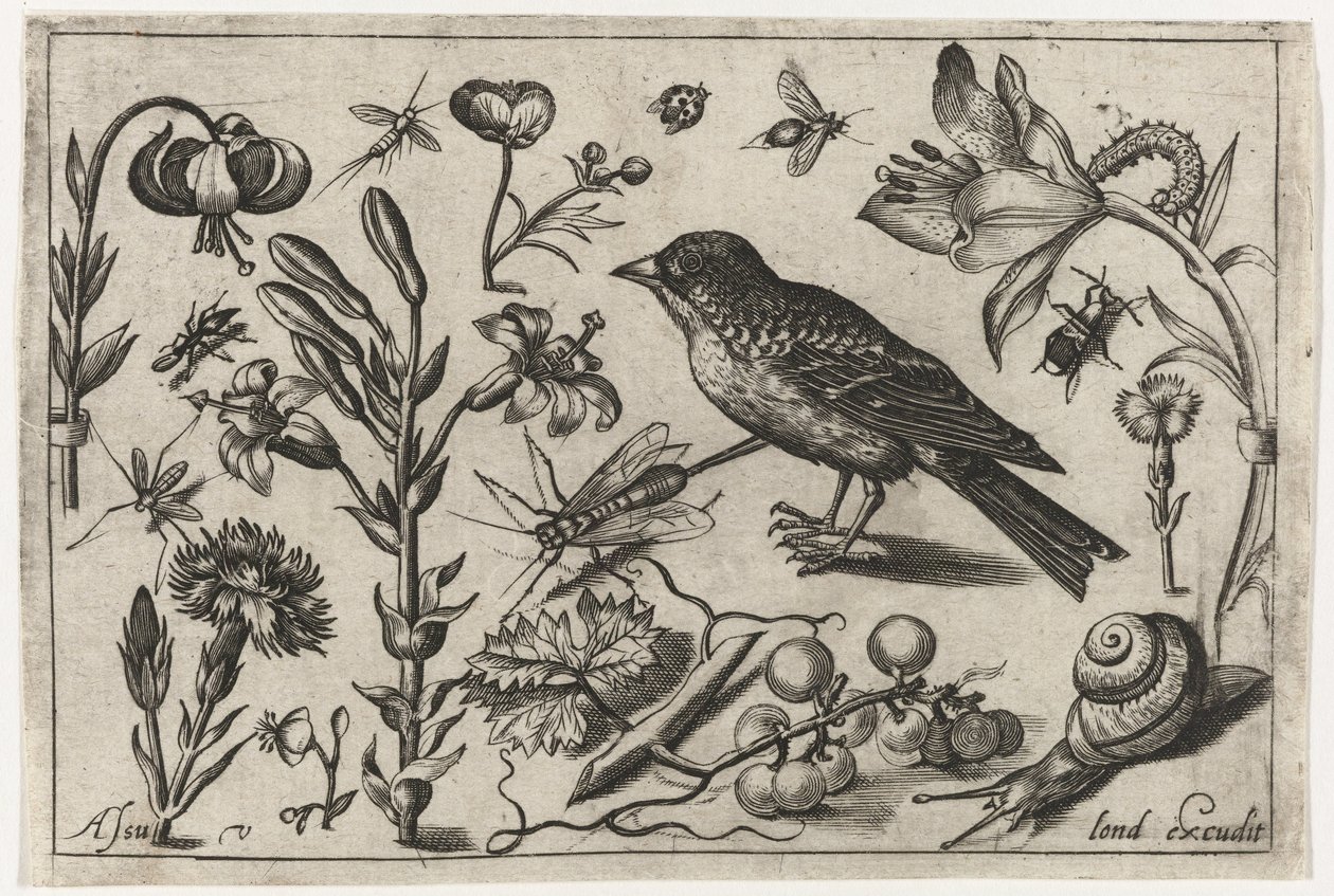 Çiçekler, salyangoz ve kuş Kuşlar, çiçekler, böcekler vs. (dizi adı) by Nicolaes de Bruyn (possibly)