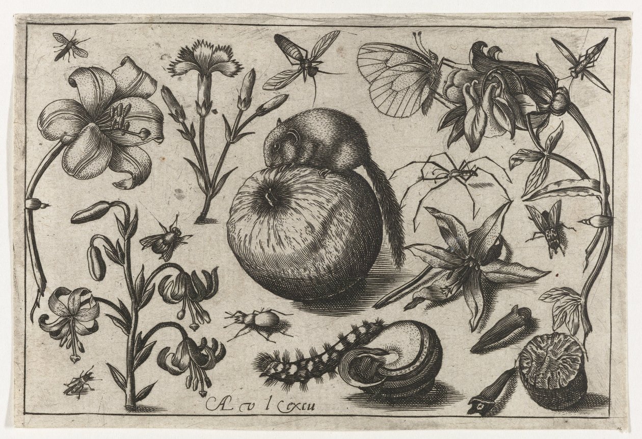 Çiçekler ve bir elma üzerinde bir fare Kuşlar, çiçekler, böcekler vs. (dizi adı) by Nicolaes de Bruyn (possibly)