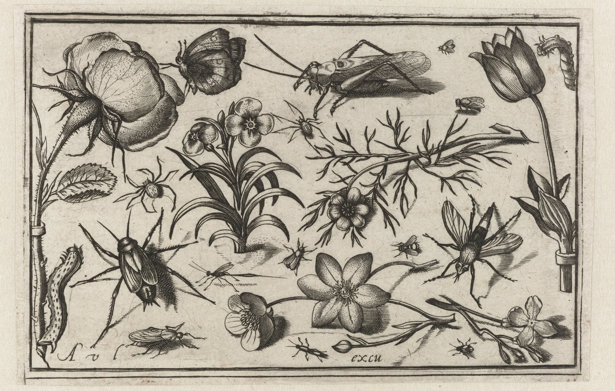 Çiçekler ve böcekler Kuşlar, çiçekler, böcekler vs. (dizi adı) by Nicolaes de Bruyn (possibly)