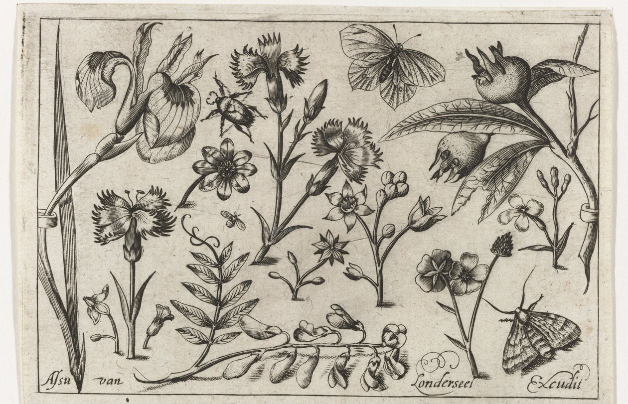 Çiçekler ve kelebekler Kuşlar, çiçekler, böcekler vs. (dizi adı) by Nicolaes de Bruyn (possibly)