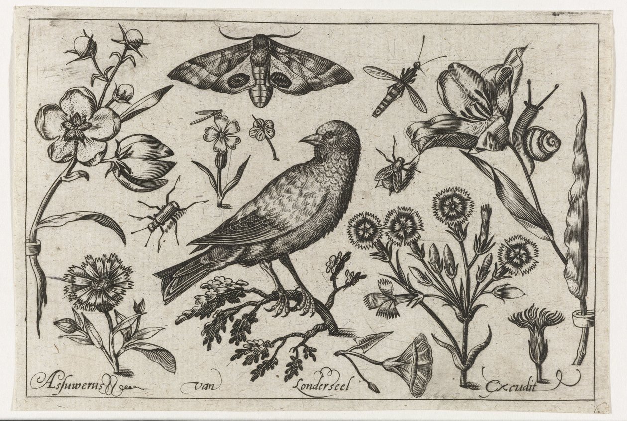 Çiçekler, böcekler, gece tavus kuşu gözü ve bir karga Kuşlar, çiçekler, böcekler vs. (dizi adı) by Nicolaes de Bruyn (possibly)