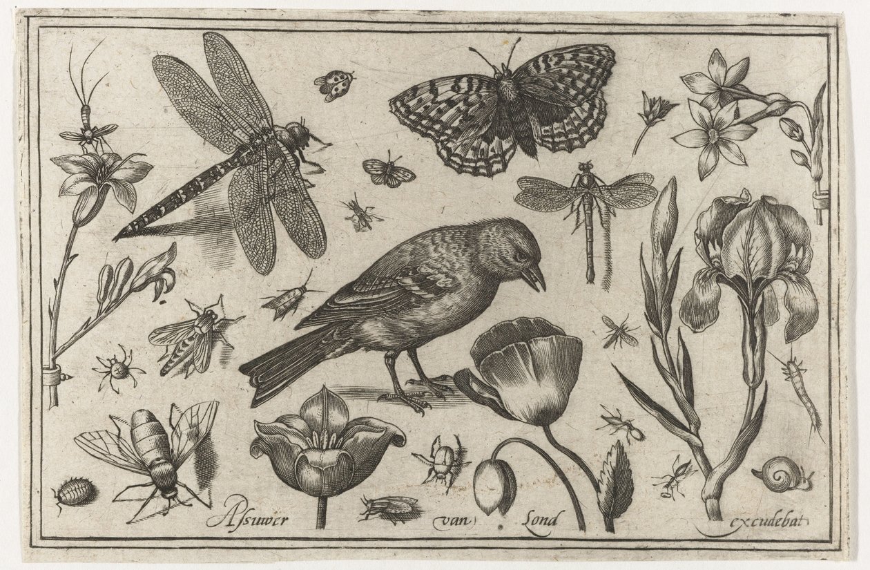 Çiçekler, yusufçuk ve kuş Kuşlar, çiçekler, böcekler vs. (dizi adı) by Nicolaes de Bruyn (possibly)