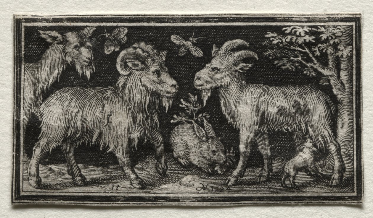 keçiler ve tavşan by Nicolaes de Bruyn