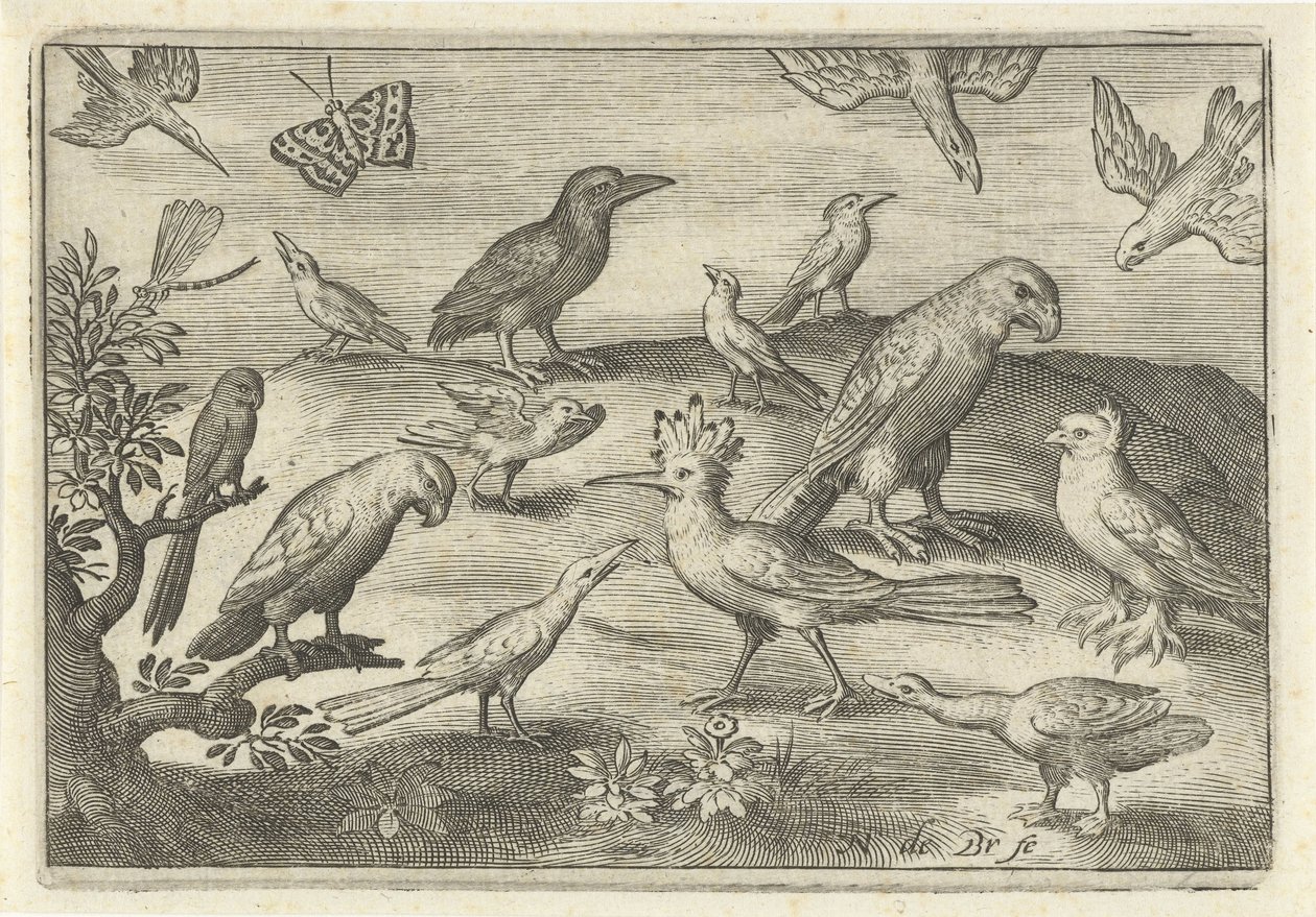 şerbetçiotu ve diğer kuşlar Kuşlar ve böcekler (dizi adı) by Nicolaes de Bruyn