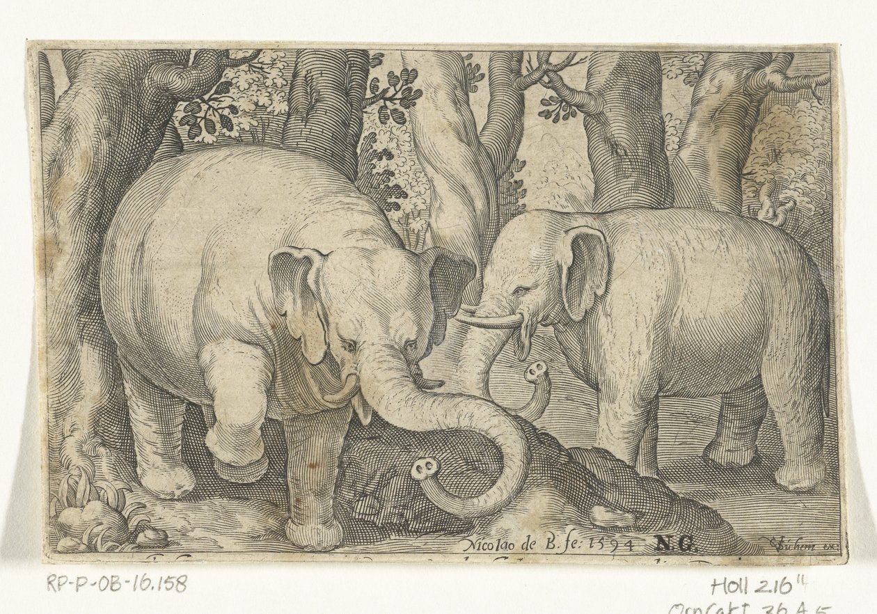 iki fil Animalivm qvadrvpedvm (dizi başlığı) Manzaralardaki hayvanlar (dizi başlığı) by Nicolaes de Bruyn