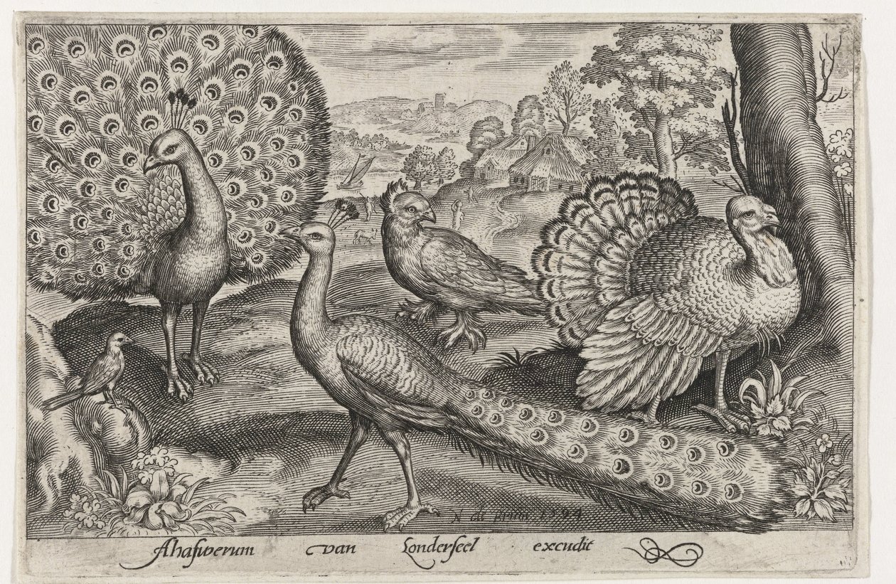 İki tavus kuşu ve hindi Kuşlar ve böcekler (dizi adı) by Nicolaes de Bruyn