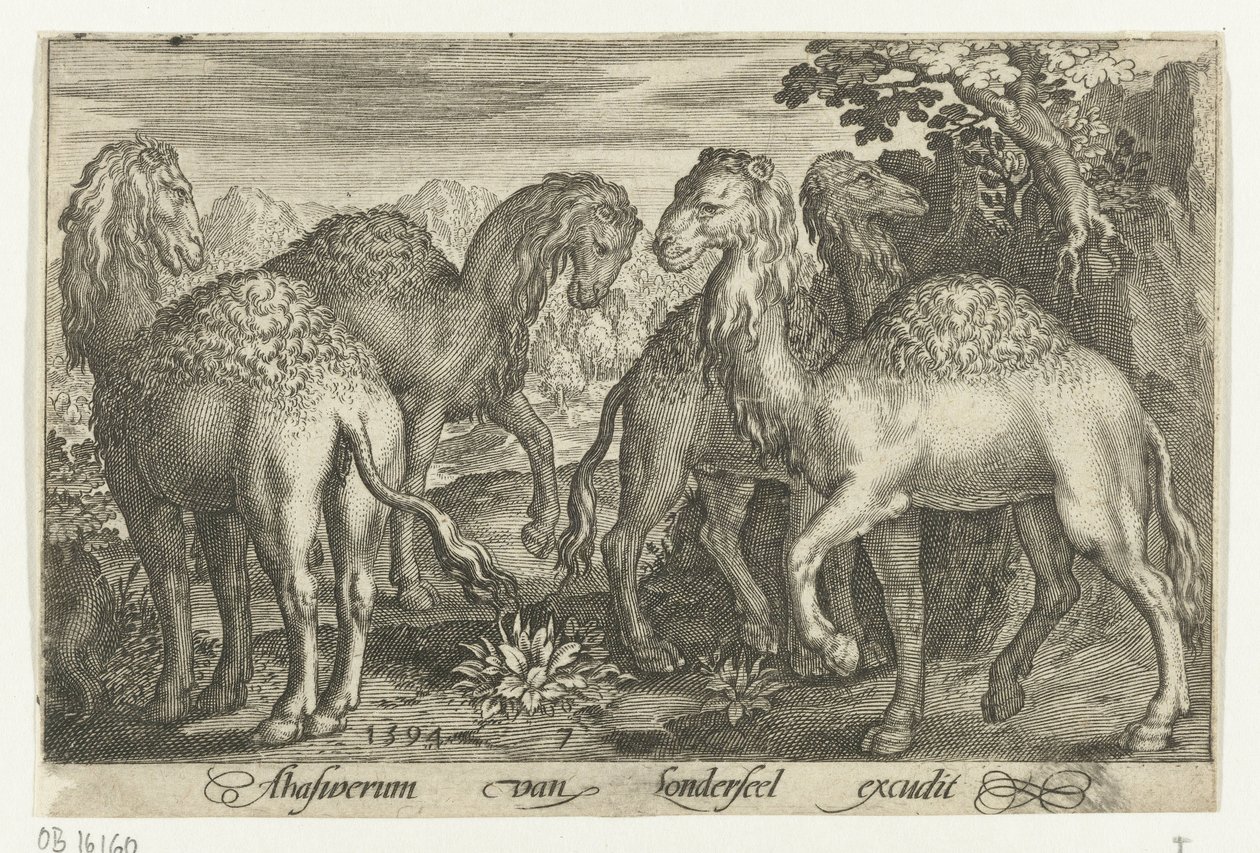 dört dromedary Animalivm qvadrvpedvm (dizi başlığı) Manzaralardaki hayvanlar (dizi başlığı) by Nicolaes de Bruyn
